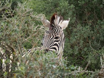 Zebra in het bos van Marleen Berendse