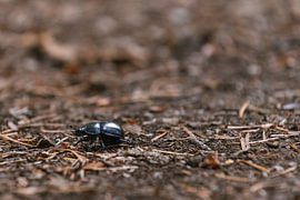 Geotrupes stercorarius (Mistkäfer) von Eline Huizenga
