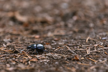 Geotrupes stercorarius (scarabée des excréments)