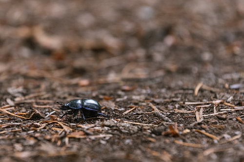 Geotrupes stercorarius (Mestkever)