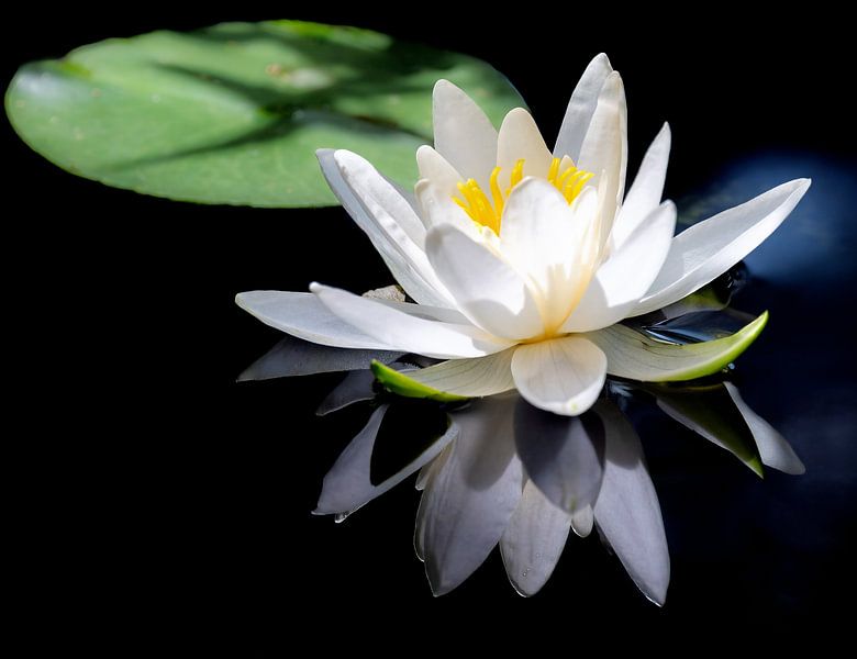 Nénuphars blancs en fleur dans un étang par ManfredFotos