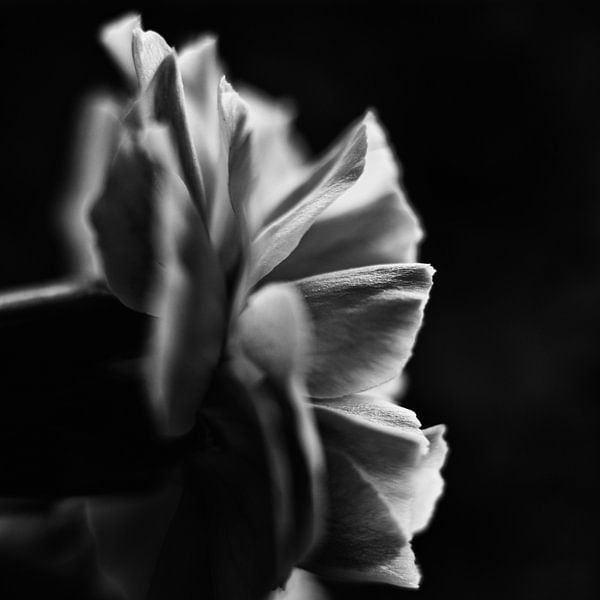 Carnation by Elma Mud