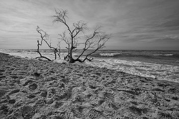 Am Strand der Ostsee in schwarz weiß von Martin Köbsch
