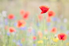 Mohnblumen von Judith Borremans Natuurfotografie