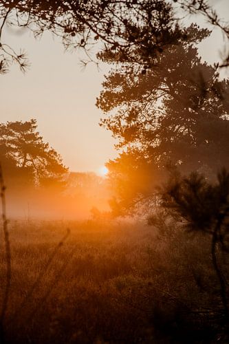 Lever de soleil sur la lande
