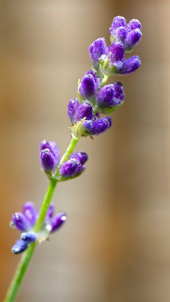Lavendel von WILBERT HEIJKOOP photography
