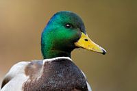 Wild Duck Woerd