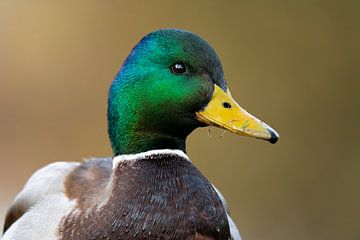 Wild Duck Woerd von Abe Bakker