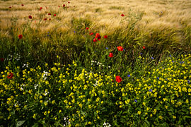 Wildblumen am Rande eines Getreidefeldes in Groningen von Bo Scheeringa Photography