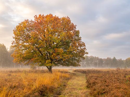 Bunter Baum kurz nach Sonnenaufgang mit Bodennebelschicht von Jacqueline Guichelaar