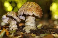 Mushrooms