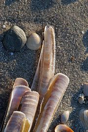 Shells at the beach with hoar-frosted edges. by Gert van Santen