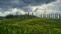 Cipressen in Toscane van Teun Ruijters thumbnail