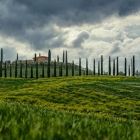 Cipressen in Toscane van Teun Ruijters