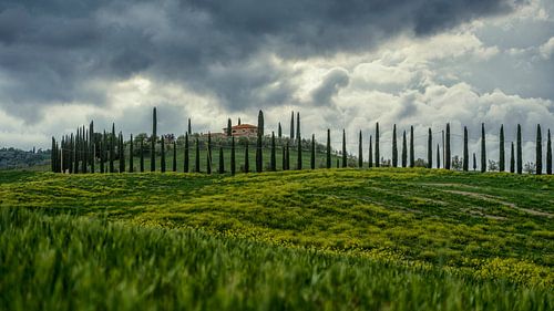 Cipressen in Toscane van Teun Ruijters