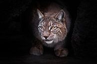 Schoonheidslynx - wilde boskat kijkt verdacht, kijkt naar je vanuit de duisternis van de grot, zwart van Michael Semenov thumbnail