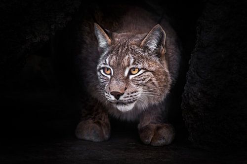 Beauty lynx - wild forest cat looks suspiciously, looks at you from the darkness of the cave, black 
