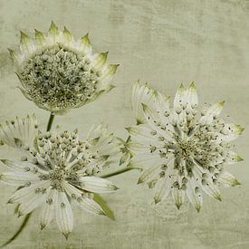 Bouton zélandais avec toile peinte. sur Alie Ekkelenkamp