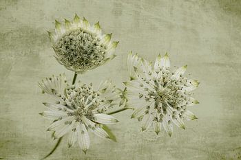 Zeeland-Knopf mit bemalter Leinwand.