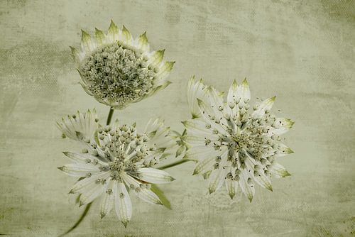 Zeeland-Knopf mit bemalter Leinwand.