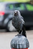 Vogel bij de Mac