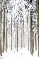 Pine trees in the snow