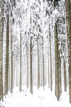 Dennenbomen in de sneeuw van Guido Rooseleer