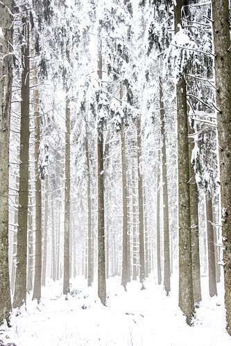 Dennenbomen in de sneeuw