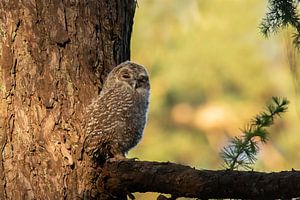 Jeune chouette hulotte dans la lumière du soir