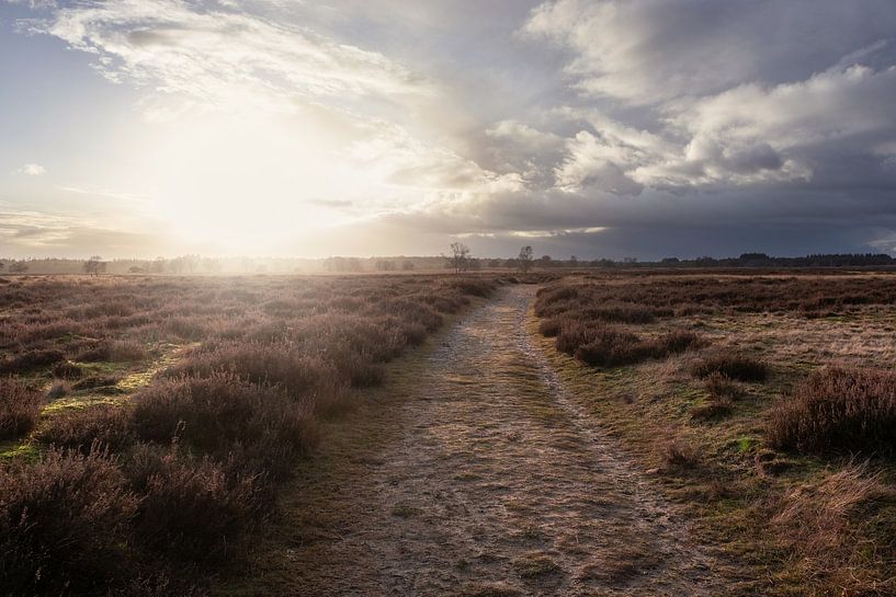 Sunset on the Heather, Ginkel Heath, Netherlands by Imladris Images