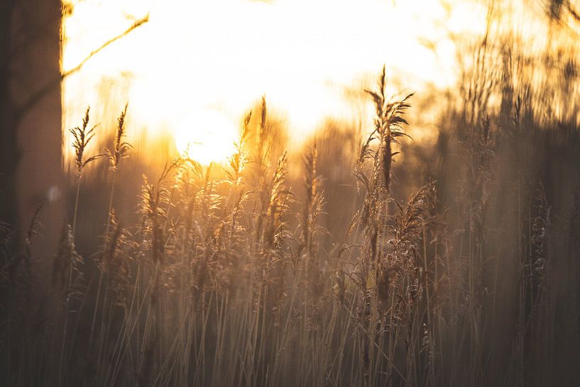 Sunset closeup of blades of grass and reeds by Marjolijn Barten