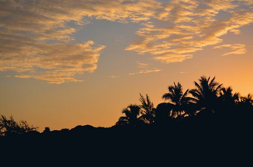 Tropical Print of Palm Tree Silhouettes at Sunset
