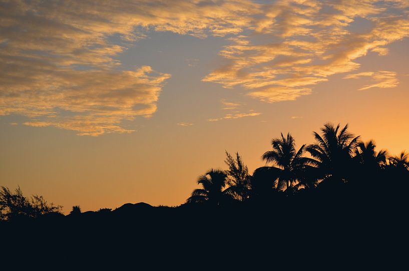 Tropical Print of Palm Tree Silhouettes at Sunset by Carolina Reina Photography