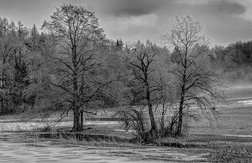Bomen in de Mist