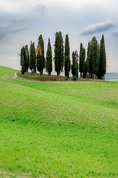 Bosquet de cyprès en Toscane sur Dirk Rüter