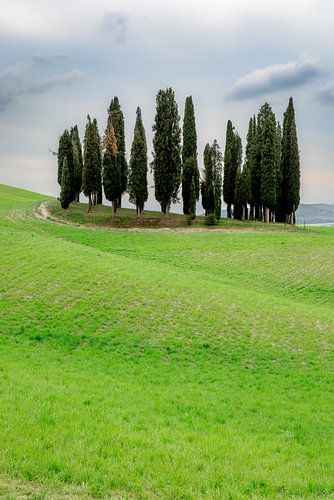 Bosquet de cyprès en Toscane