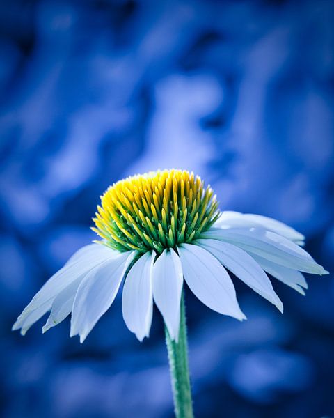 Échinacée à chapeau de soleil par Wim van Beelen