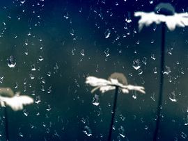 Rainy daisies by Photoart-Naegele