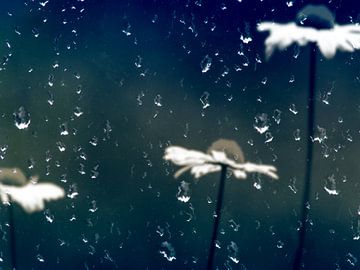 Regenachtige madeliefjes van Michael Nägele