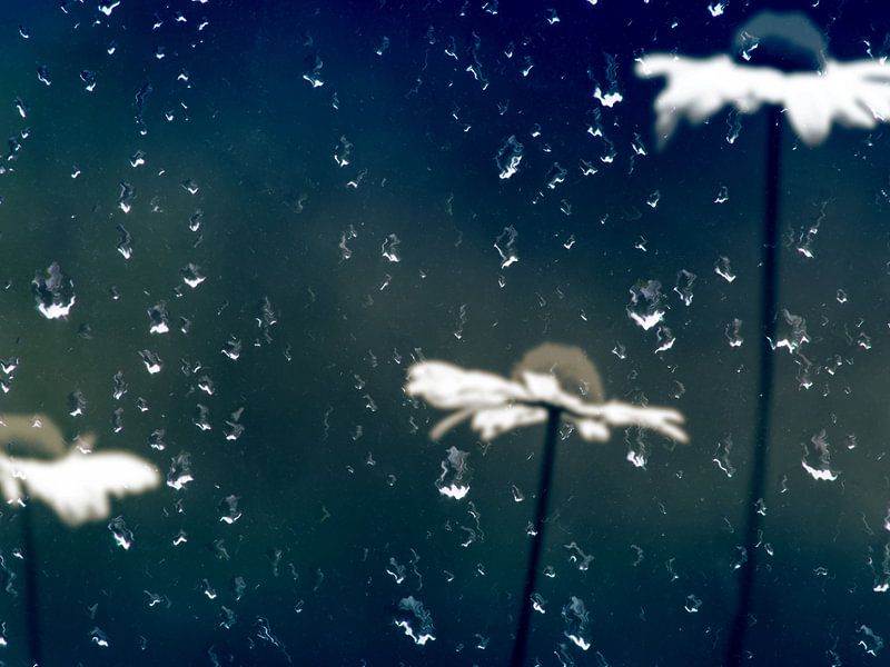 Verregnernde Gänseblümchen von Photoart-Naegele