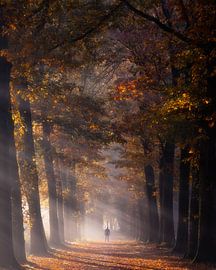 Im Wald findest du Ruhe und dich selbst von Bob Vandenberg