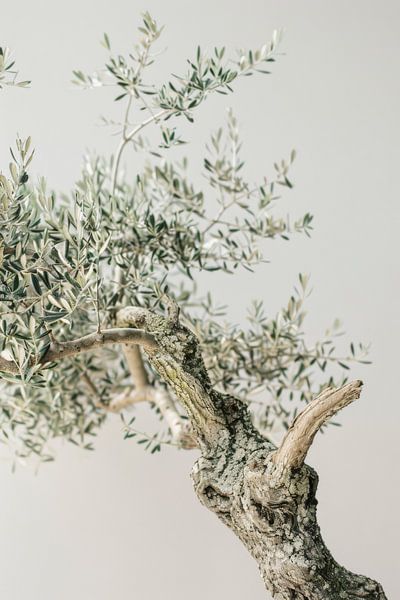 Timeless olive tree by Poster Art Shop