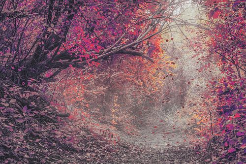 Majestueuze Herfstfoto: De Rust en Sereniteit van een Rood Getint Woud