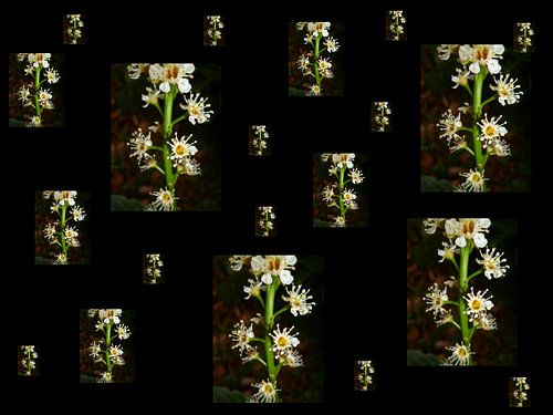 Shower of flowers by Elle Hart