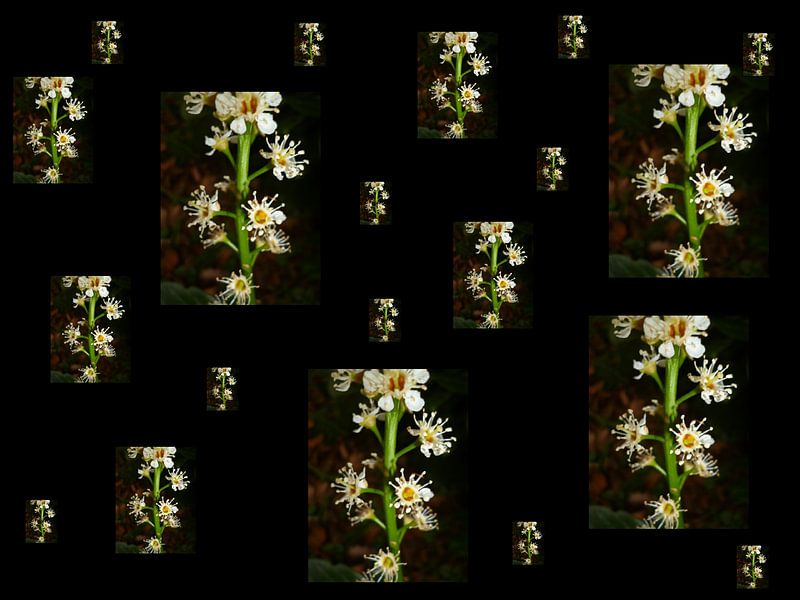 Shower of flowers by Elle Hart by Elle Hart