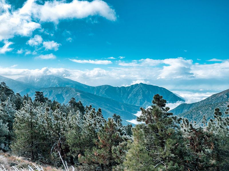 Forêt à thème hivernal avec des feuilles et des plantes gelées. par Marc van den Elzen