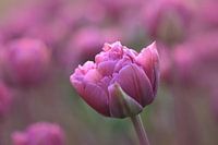 Pink tulip in close up