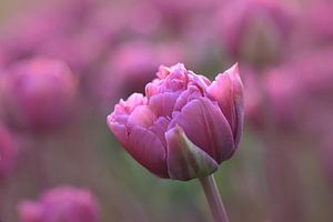 Roze tulp in close up van John Leeninga