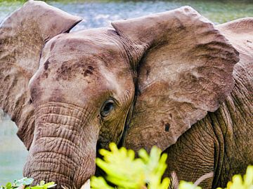Een imposante olifant op de savanne van HGU Foto