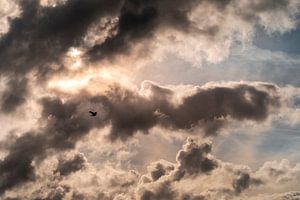 Möwe am Himmel